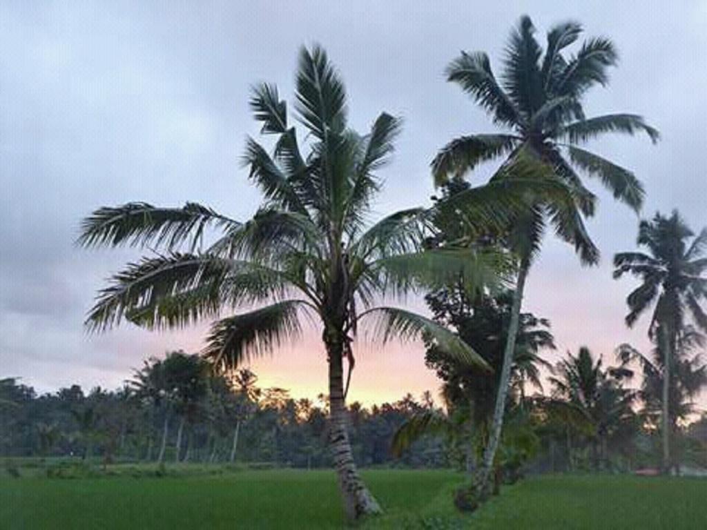 Tereng Wilis Bungalows Tetebatu Exterior foto